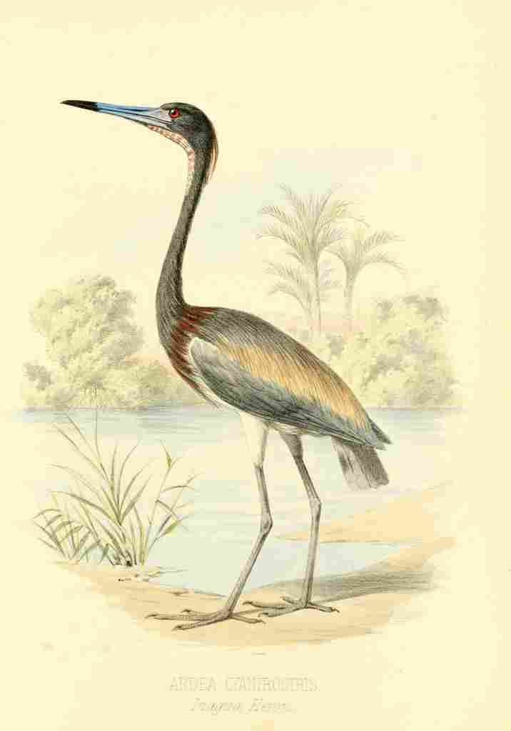 Birds Bahamas 1880 Inagua Heron A4 Photo Print