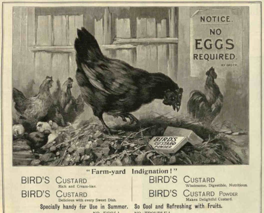 Birds Custard Chickens Vintage Retro Advert Poster A4 Photo Print