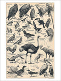 Birds French Illustration Alillot 1920s Vintage Retro Advert Poster A4 Photo Pr