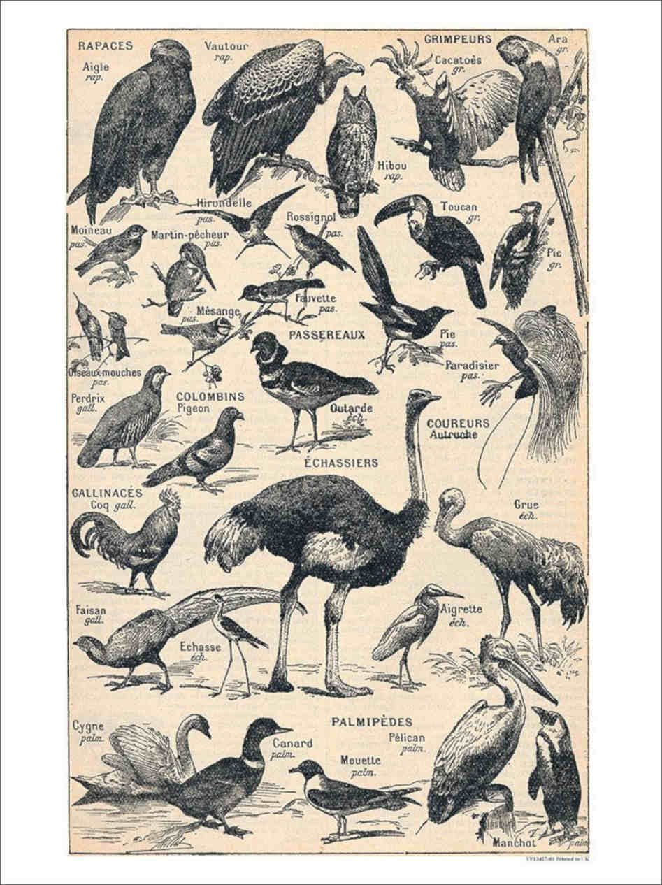 Birds French Illustration Alillot 1920s Vintage Retro Advert Poster A4 Photo Pr