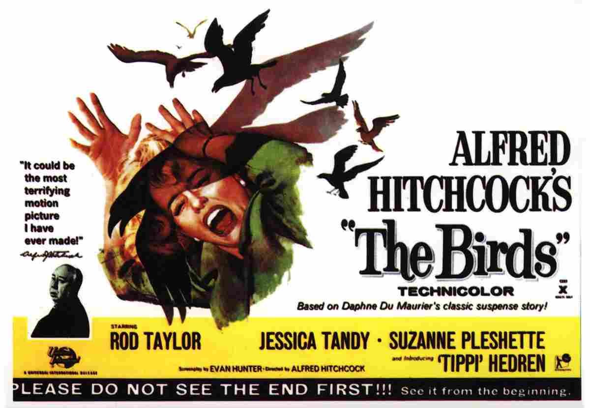 Birds The 02  film star poster A4 Photo Print