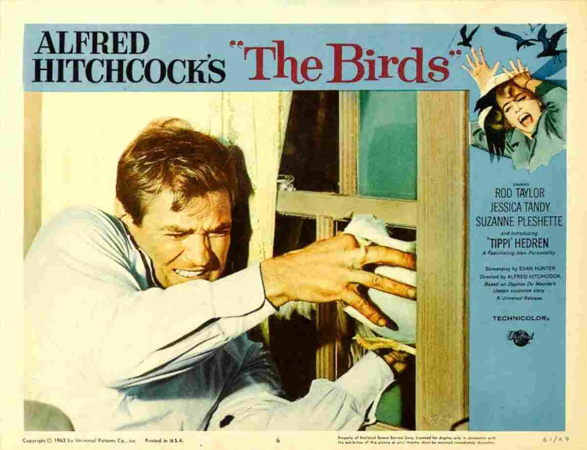 Birds The 11  film star poster A4 Photo Print