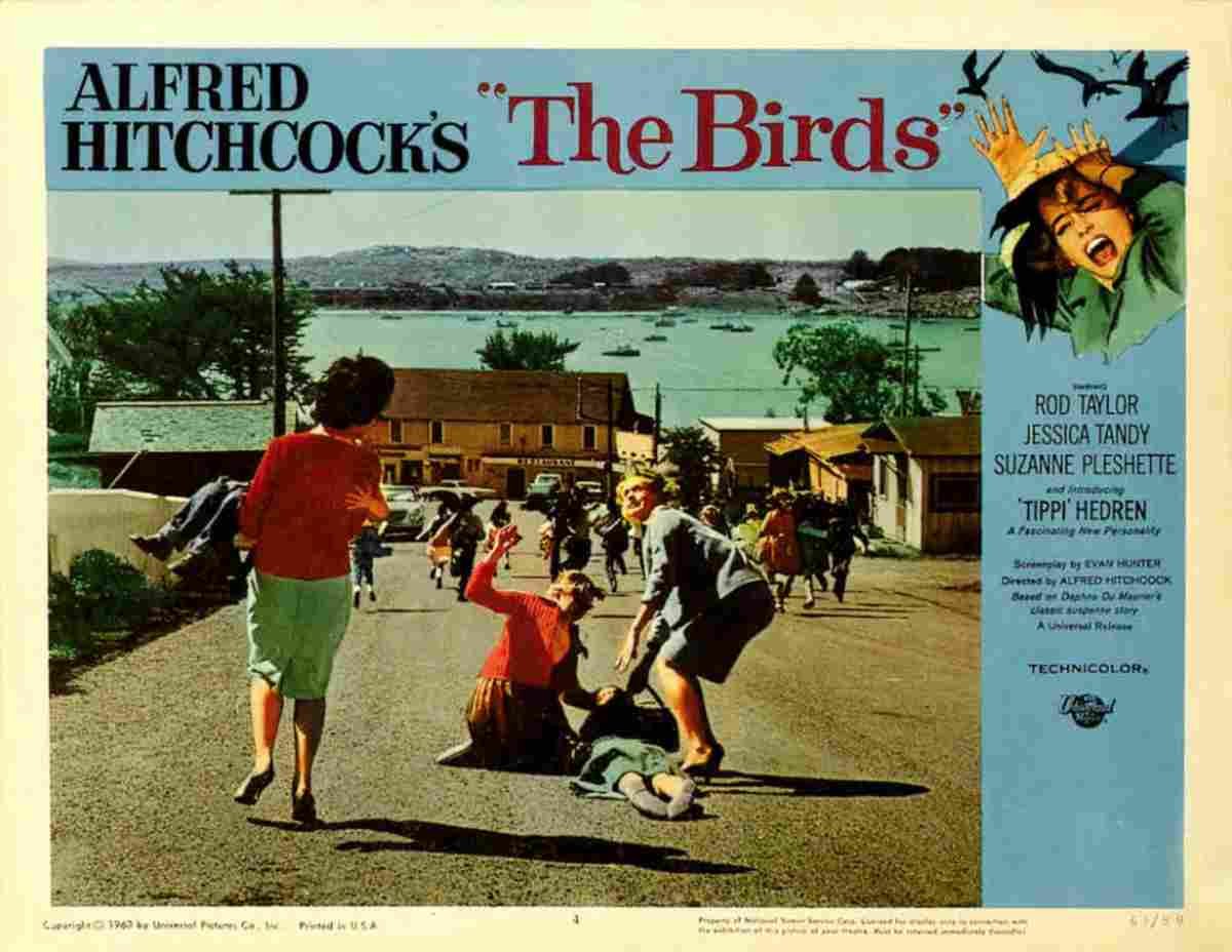 Birds The 12  film star poster A4 Photo Print