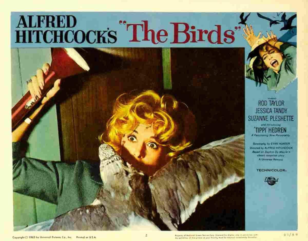 Birds The 13  film star poster A4 Photo Print
