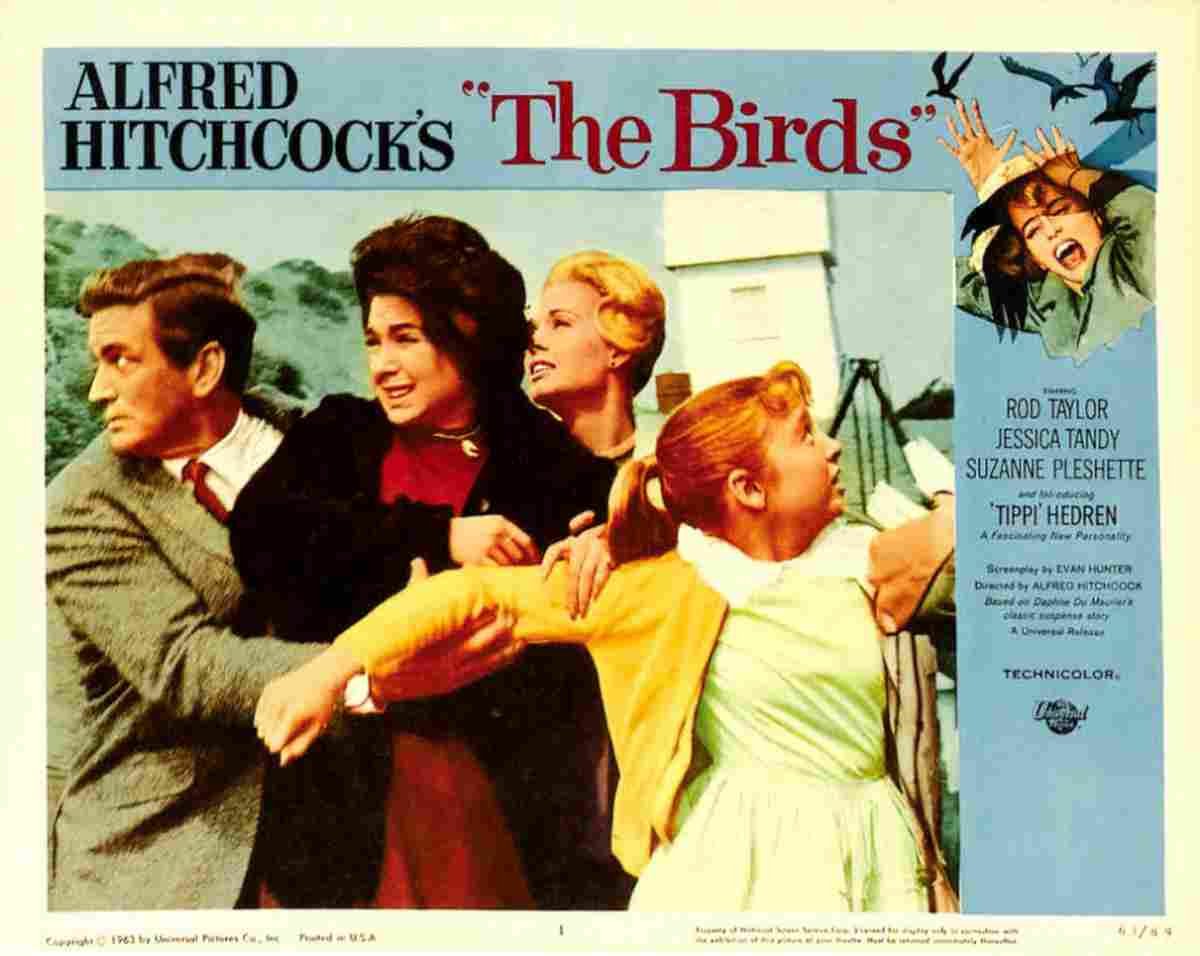 Birds The 14  film star poster A4 Photo Print