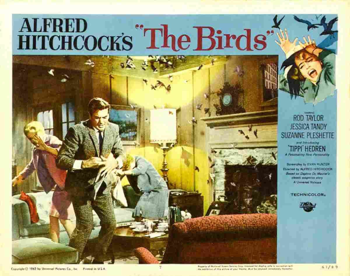Birds The 15  film star poster A4 Photo Print