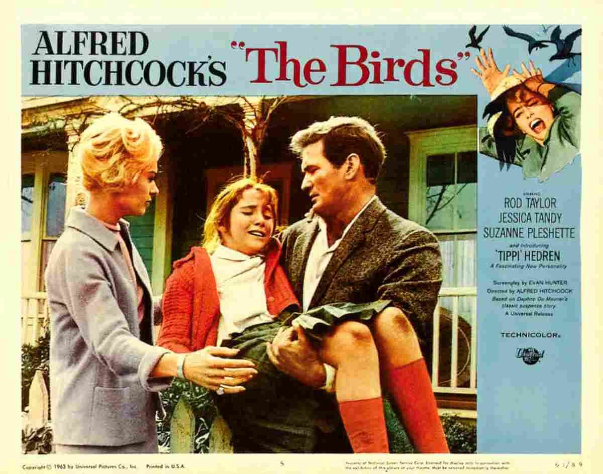 Birds The 16  film star poster A4 Photo Print
