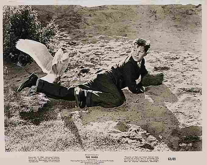 Birds The 23  film star poster A4 Photo Print