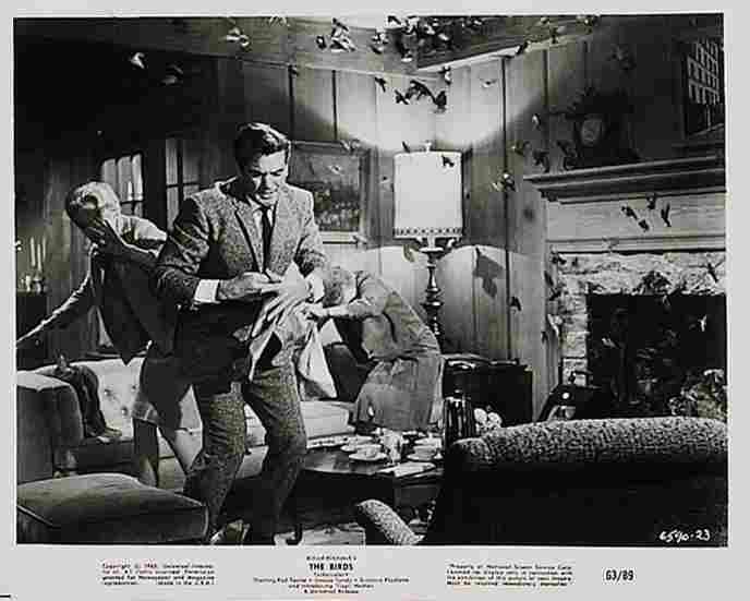 Birds The 27  film star poster A4 Photo Print