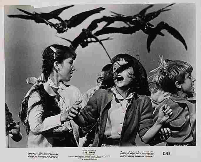 Birds The 29  film star poster A4 Photo Print
