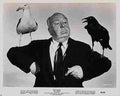 Birds The 31  film star poster A4 Photo Print