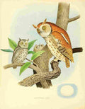 Birds United States 1898 Mottled Owl A4 Photo Print