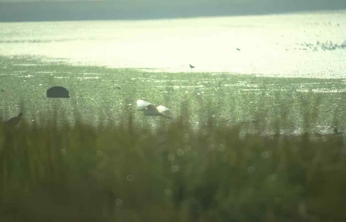 Birds Wetland Gulls A4 Photo Print