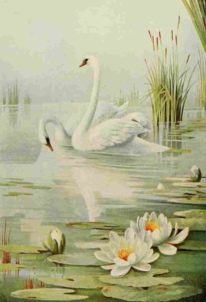 Birds & All Nature 1900 2 A4 Photo Print