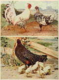Birds & All Nature 1900 4 A4 Photo Print