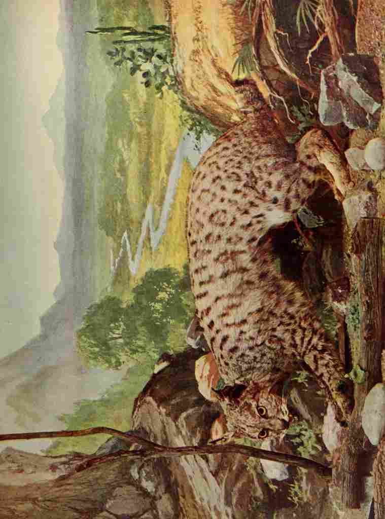 Birds & All Nature 1900 7 Wild Cat A4 Photo Print