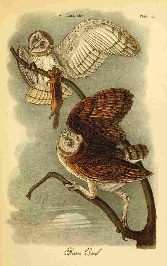 Birds of Pennsylvania 1888 Barn Owl A4 Photo Print