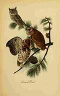 Birds of Pennsylvania 1888 Screech Owl A4 Photo Print