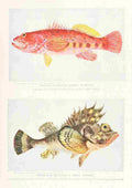 Birds of other Lands 1917 Australian Fish A4 Photo Print