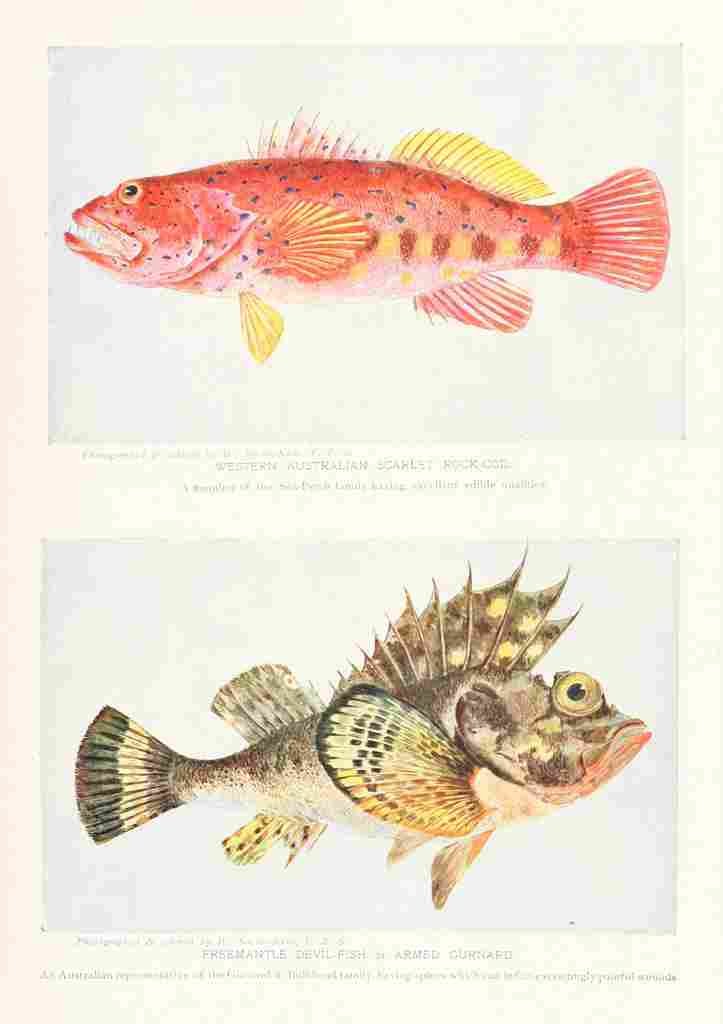 Birds of other Lands 1917 Australian Fish A4 Photo Print