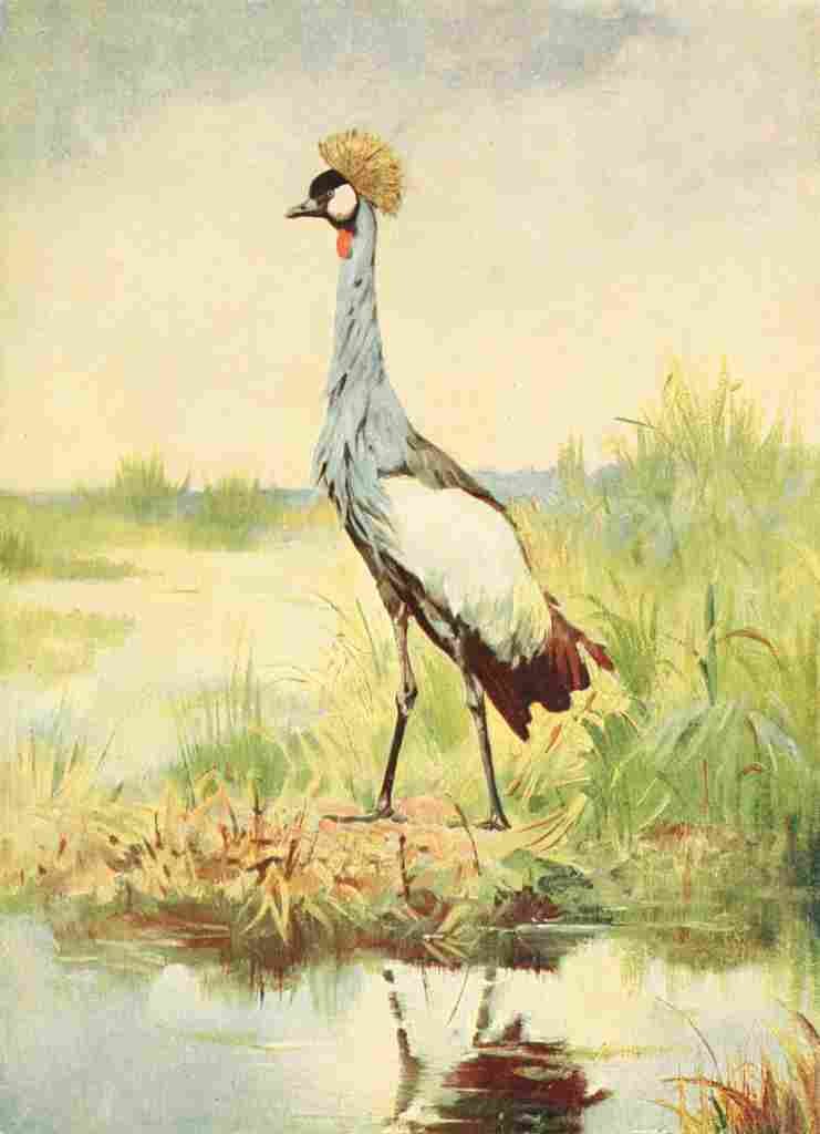 Birds of other Lands 1917 Crowned Crane A4 Photo Print