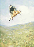 Birds of other Lands 1917 Hoopoe Flying A4 Photo Print
