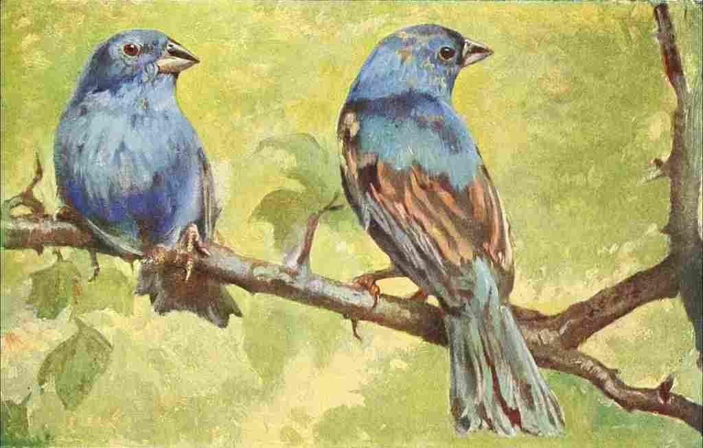 Birds of other Lands 1917 Indigo Finches A4 Photo Print