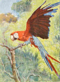 Birds of other Lands 1917 Macaw A4 Photo Print