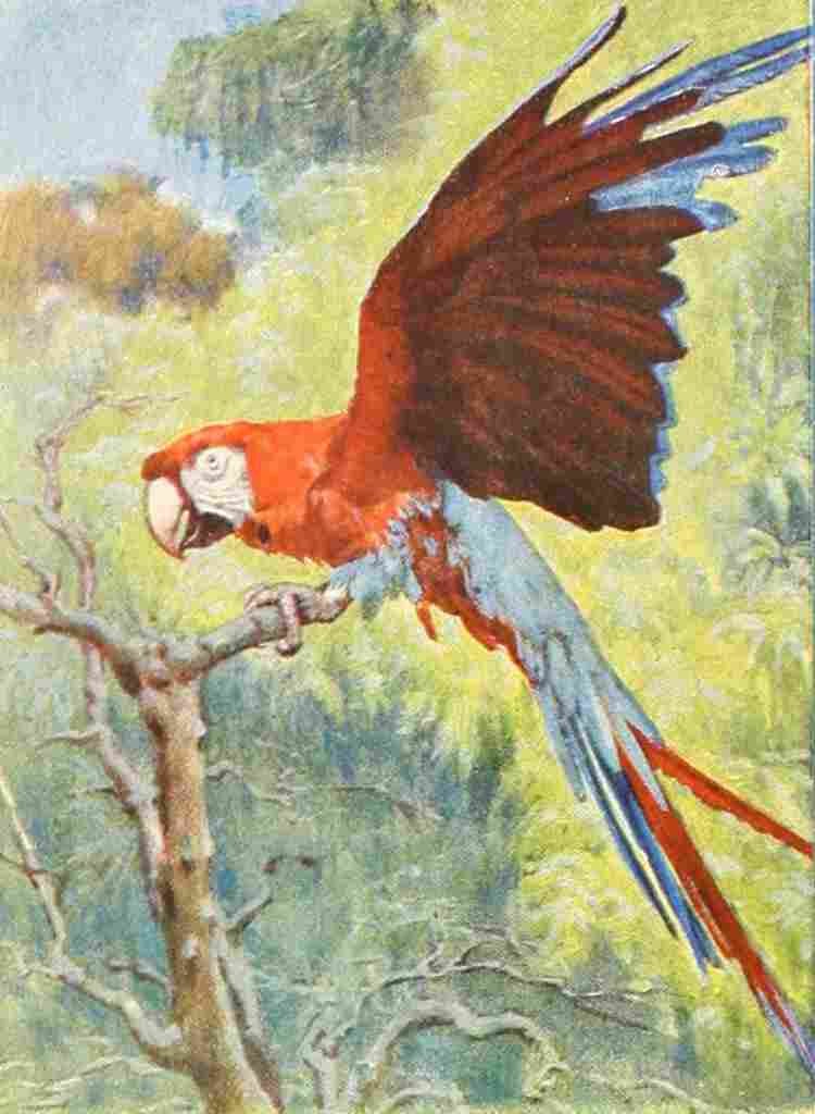 Birds of other Lands 1917 Macaw A4 Photo Print