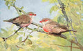 Birds of other Lands 1917 Waxbills A4 Photo Print