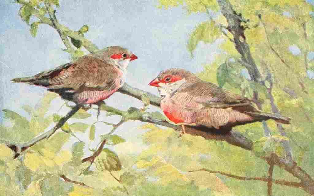 Birds of other Lands 1917 Waxbills A4 Photo Print