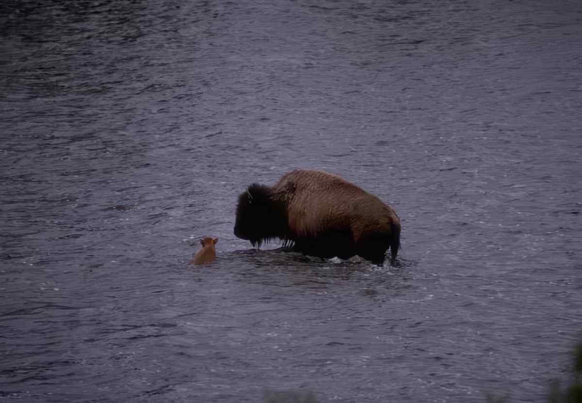 Bison Calf River A4 Photo Print