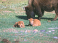 Bison Calves Yellowstone 1 A4 Photo Print