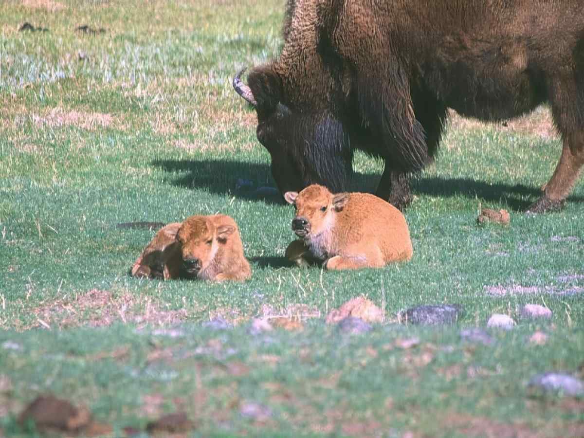 Bison Calves Yellowstone 1 A4 Photo Print