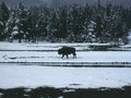 Bison Snow Yellowstone A4 Photo Print 2