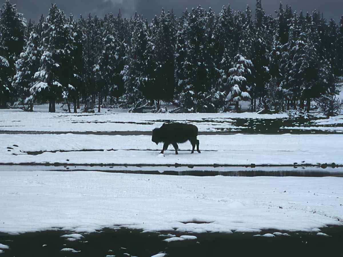 Bison Snow Yellowstone A4 Photo Print 2