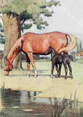 Black Beauty 1916 2 A4 Photo Print