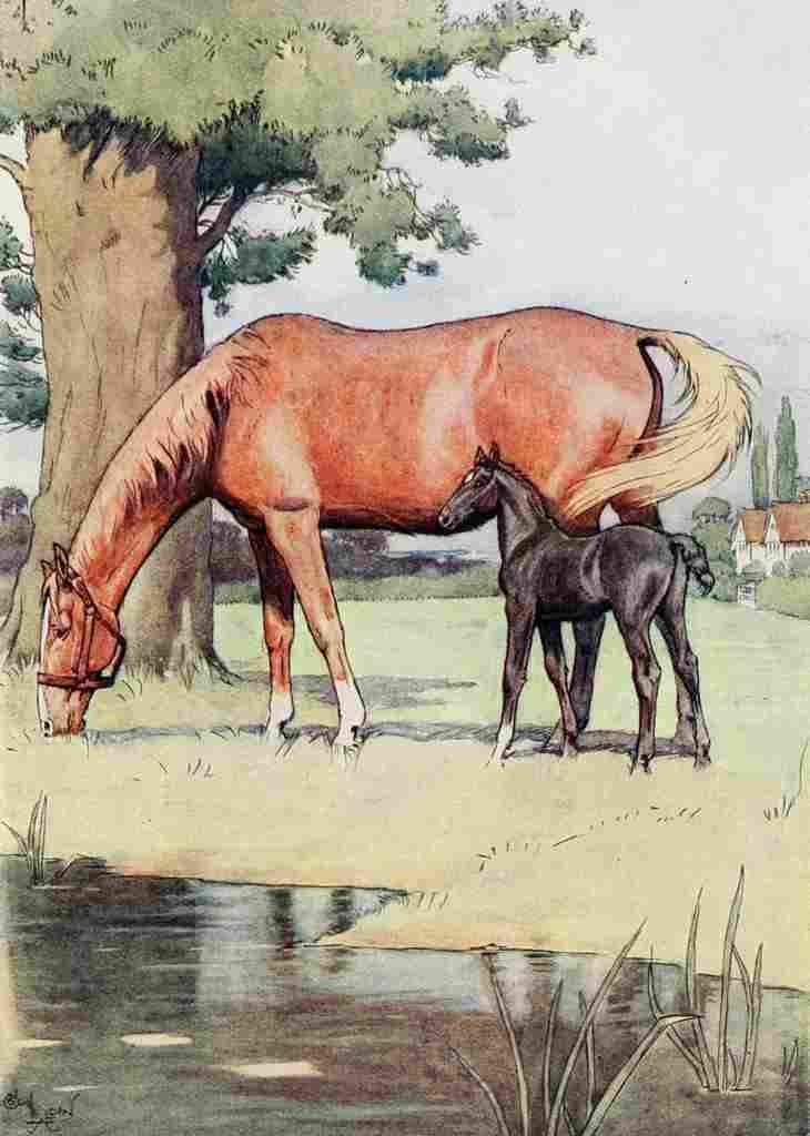 Black Beauty 1916 2 A4 Photo Print