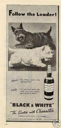 Blackandwhiteterriersscotch Vintage Retro Advert Ads A4 Photo Print