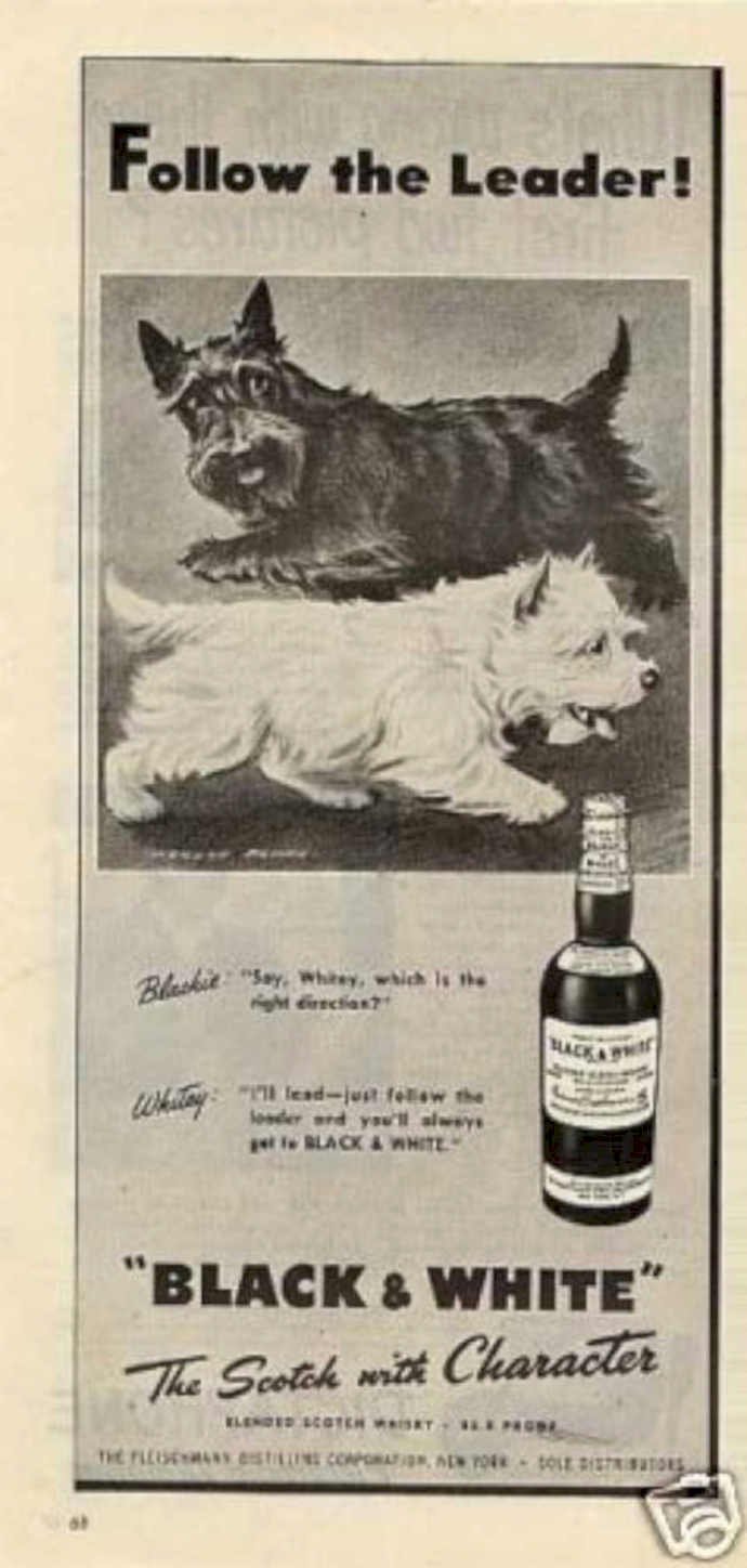 Blackandwhiteterriersscotch Vintage Retro Advert Ads A4 Photo Print