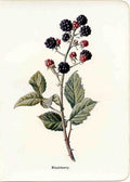 Blackberry Bush Berries Vintage Retro Advert Poster A4 Photo Print