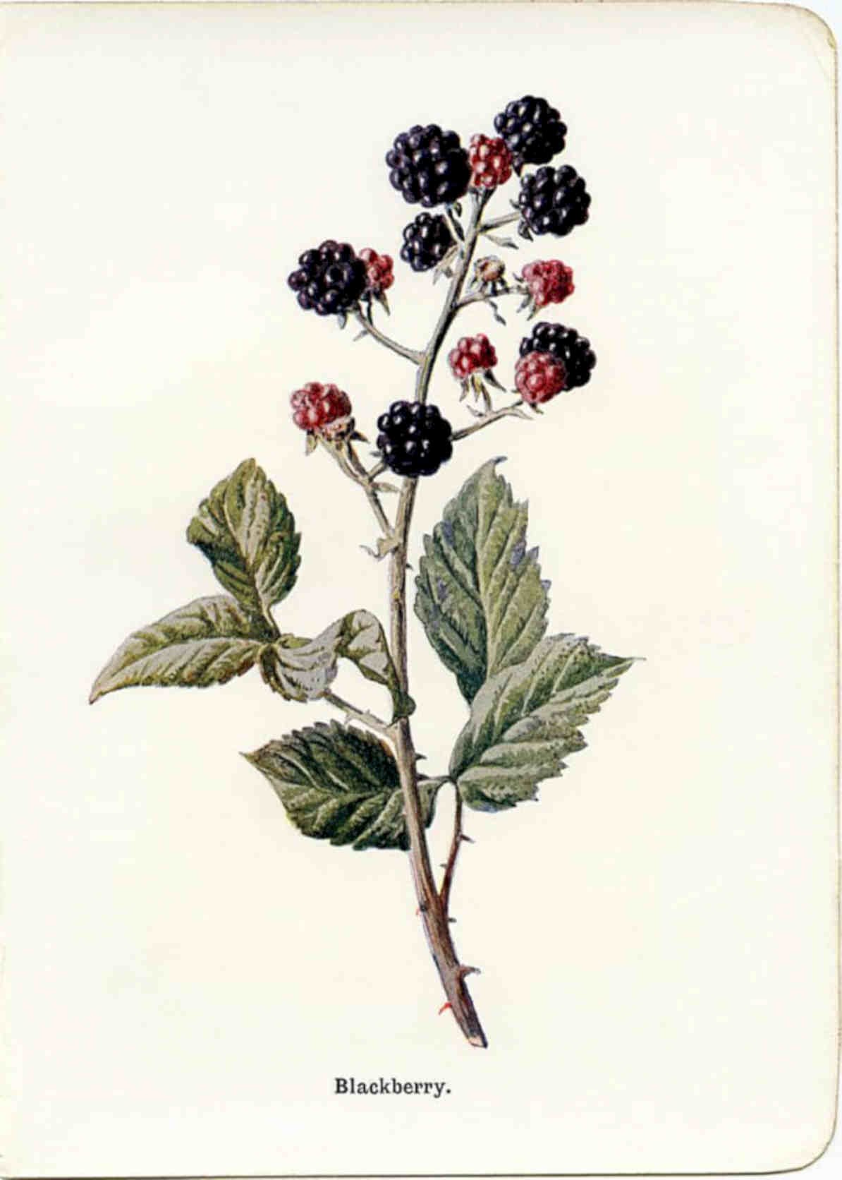 Blackberry Bush Berries Vintage Retro Advert Poster A4 Photo Print
