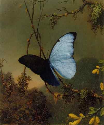 Blue Morpho Butterfly ATC A4 Photo Print
