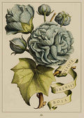Blue Rose Foliosa Vintage Retro Advert Poster A4 Photo Print
