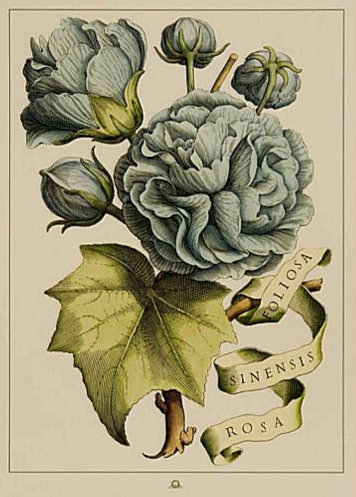 Blue Rose Foliosa Vintage Retro Advert Poster A4 Photo Print
