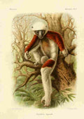 Bocourt Madagascar 1885 Coquerels Sifaka A4 Photo Print