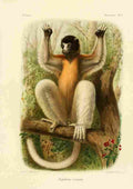 Bocourt Madagascar 1885 Crowned Sifaka A4 Photo Print
