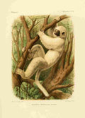 Bocourt Madagascar 1885 Diademed Sifaka 1 A4 Photo Print