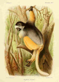 Bocourt Madagascar 1885 Diademed Sifaka 2 A4 Photo Print