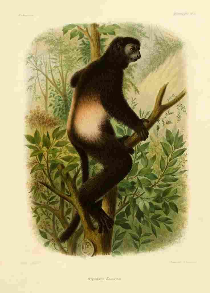 Bocourt Madagascar 1885 Milne Edwards Sifaka A4 Photo Print